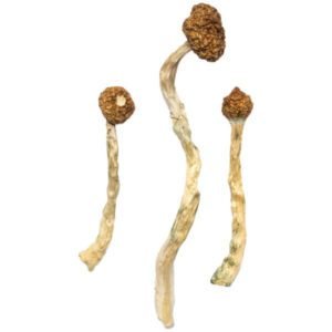 Golden Emperor Magic Mushrooms